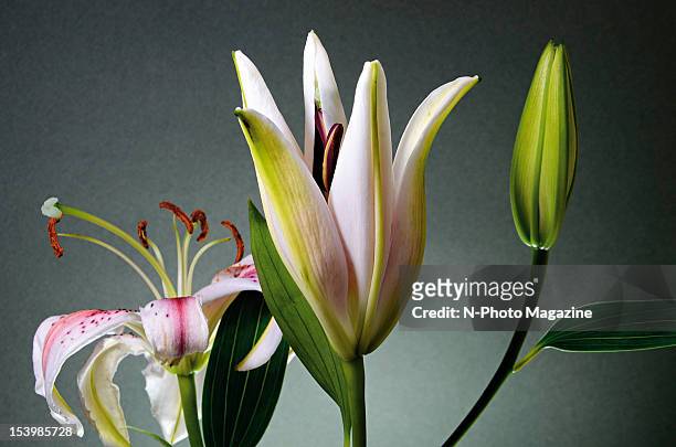 Still from a time lapse photography shoot of a bouquet of stargazer lilies slowly opening, taken on February 4, 2012.