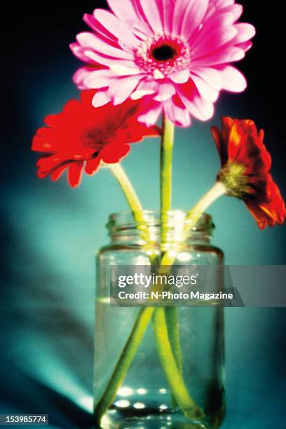 Jar with brightly coloured Gerbera daisies, taken on February 10, 2012.