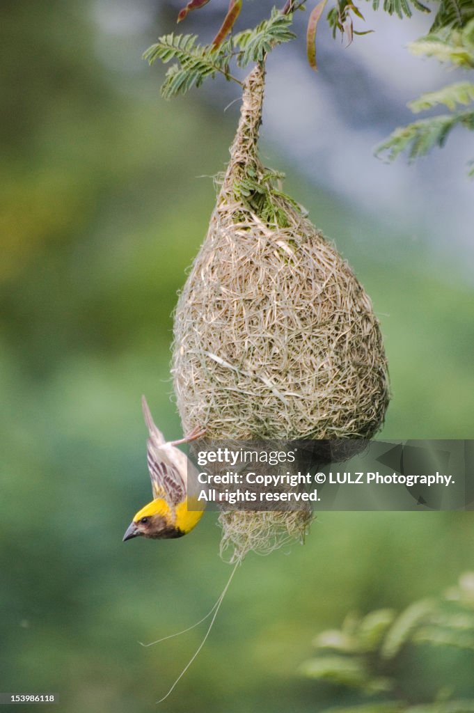 Baya Weaver