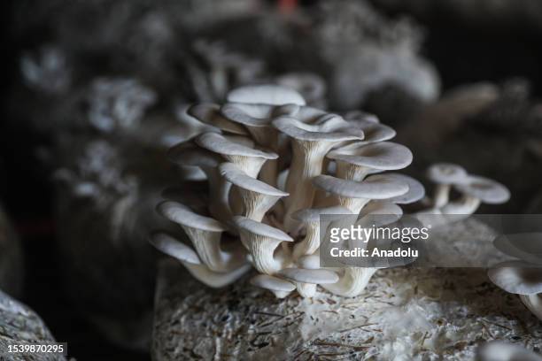 View of harvested oyster mushrooms produced with sunflower husk and wheat straw compost in a former military armoury in Tekirdag, Turkiye on July 17,...