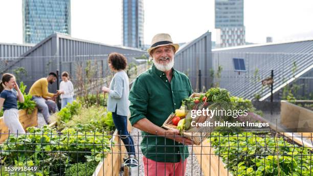 happy neighbours harvesting vegetable in their community garden. - neighbour stock pictures, royalty-free photos & images