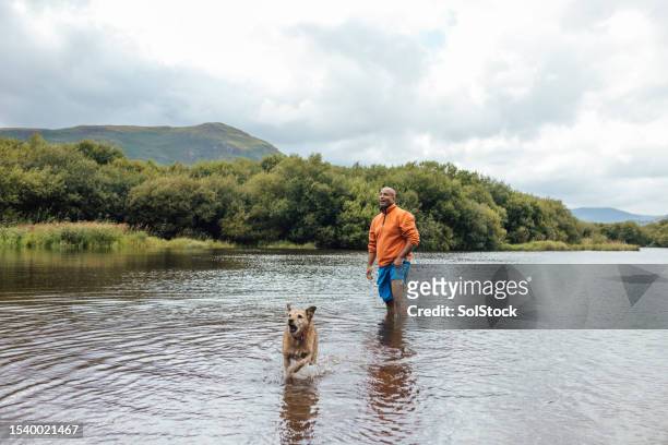 walking his dog in the lakes - middle age man and walking the dog stockfoto's en -beelden