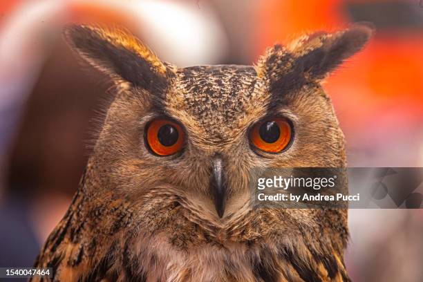 a owl in edinburgh, scotland, united kingdom - city birds eye stock pictures, royalty-free photos & images