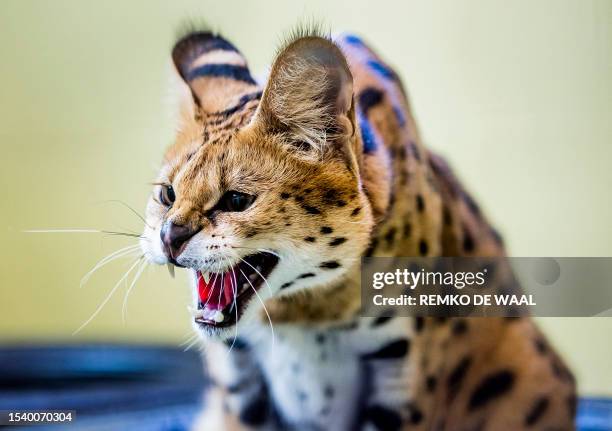 Photograph taken in Almere on July 18 shows a serval in quarantine at Stichting Aap, a shelter taking care of animal in need and helping them to...