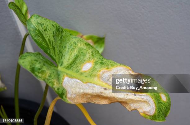 philodendron paraiso verde with sunburn damaged. - dying houseplant stock pictures, royalty-free photos & images