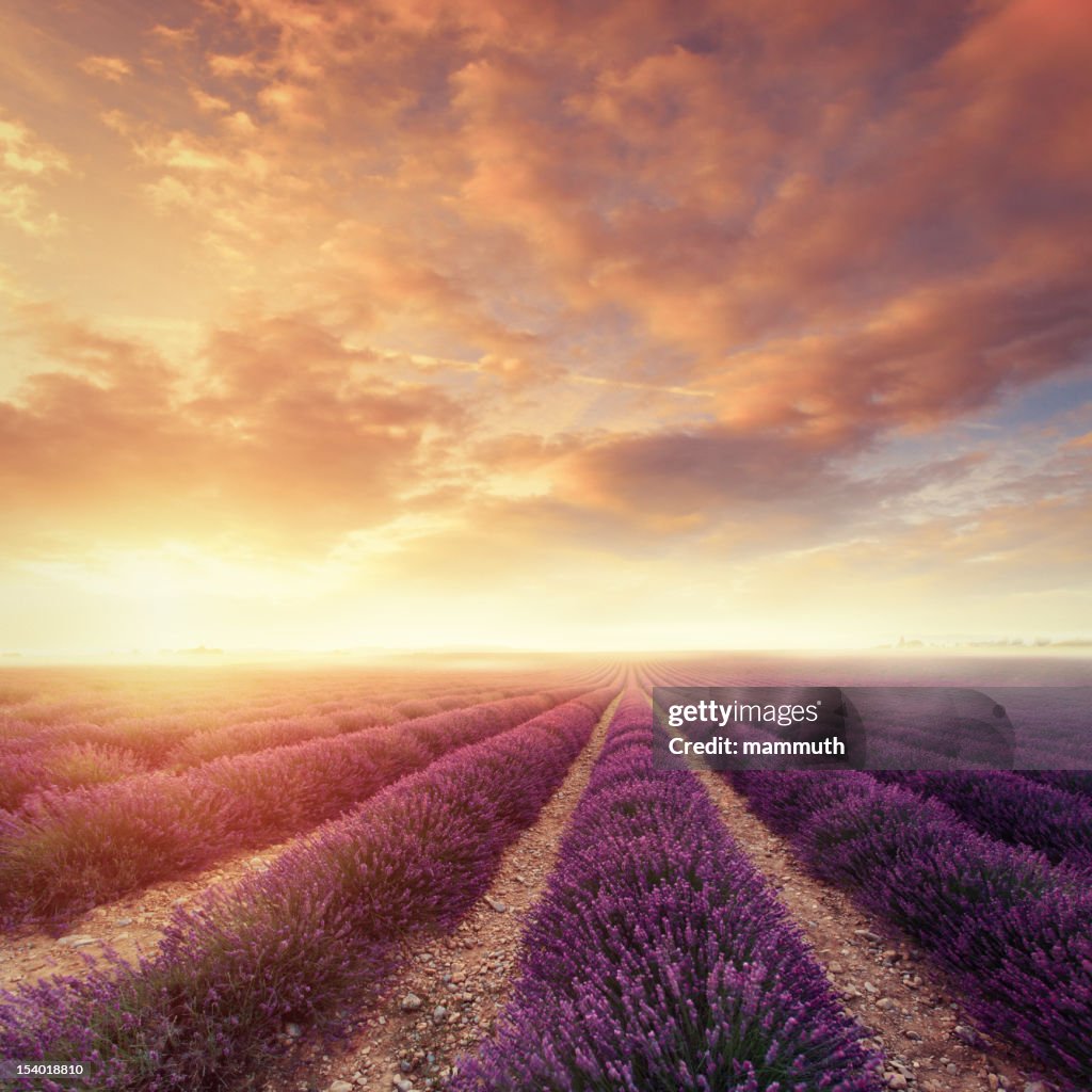 Campo de lavanda ao amanhecer