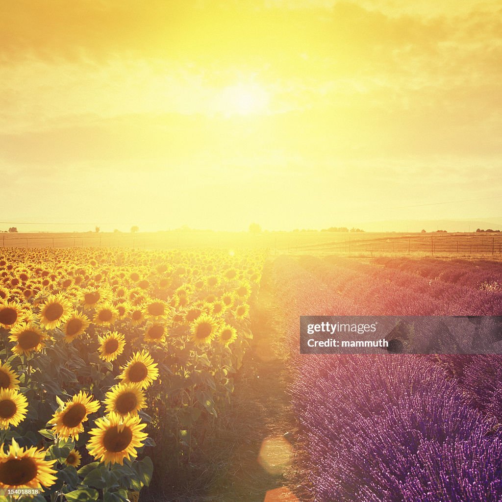 Lavender field and sunflowers at sunset
