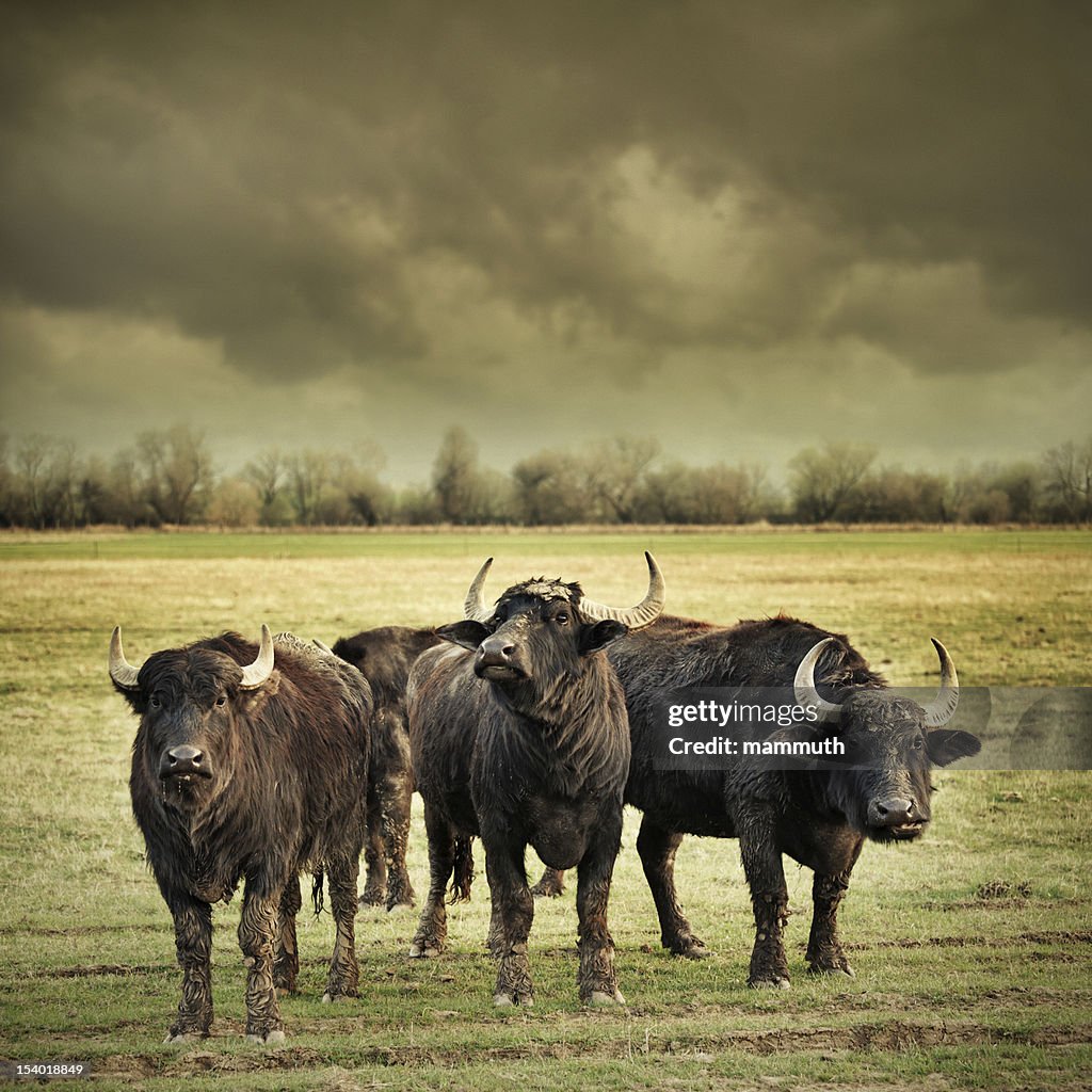怒り buffalos