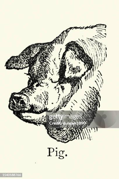 head of a domestic pig, farm animals, livestock, vintage art 19th century - pig stock illustrations