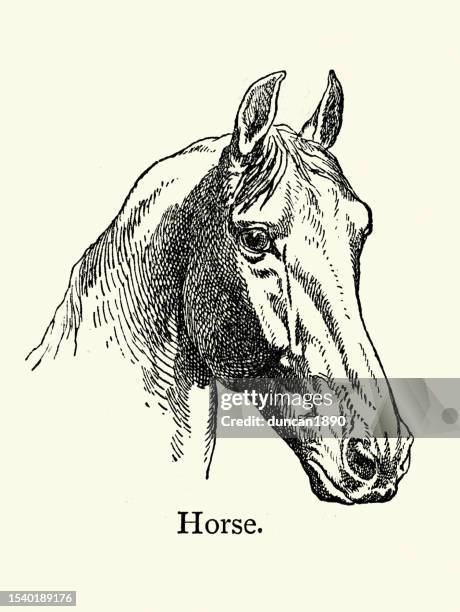stockillustraties, clipart, cartoons en iconen met head of a horse, farm animals, livestock, vintage art 19th century - paard