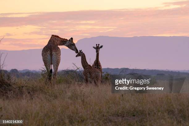 giraffe family at sunset  showing mother's love - provinsen limpopo bildbanksfoton och bilder