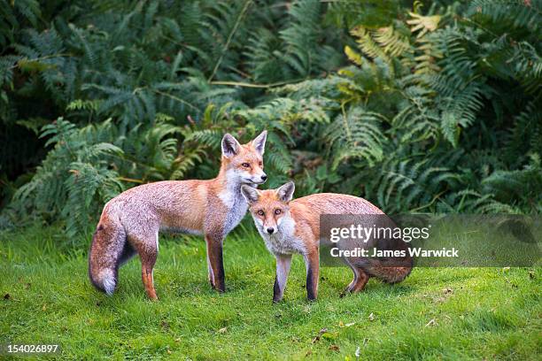 red fox cub with adult - fox foto e immagini stock