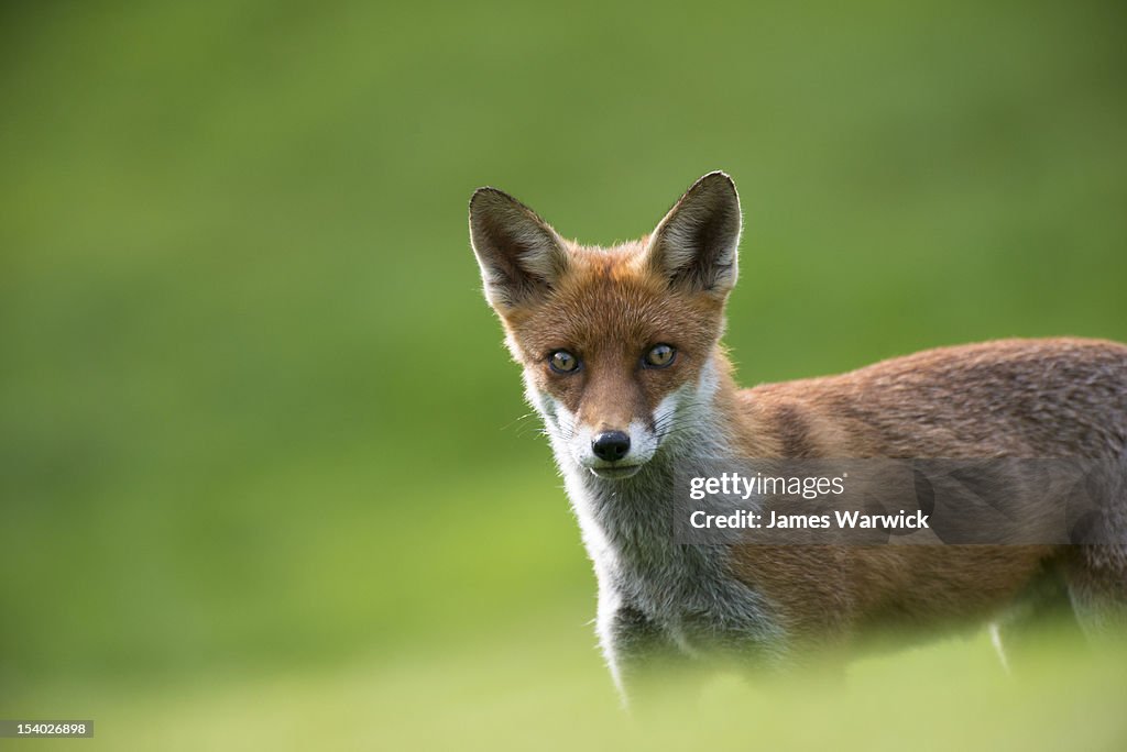 Red fox cub portrait