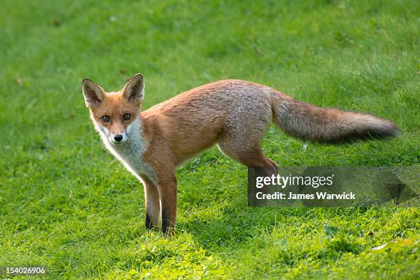 red fox cub - fox pup stock pictures, royalty-free photos & images