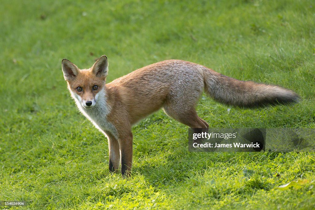 Red fox cub