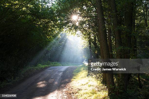 morning sun bursting through trees on to lane - sussex stock pictures, royalty-free photos & images