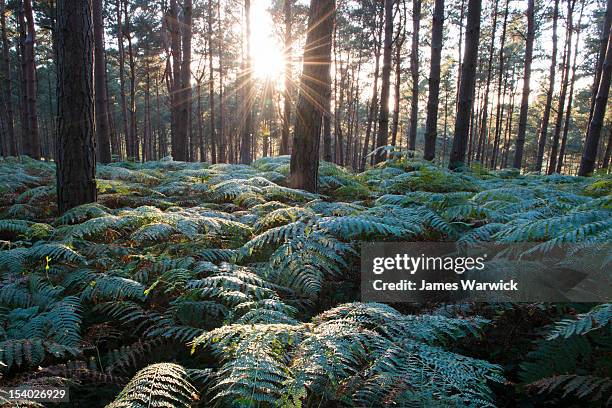 bracken in scots pine forestry - bracken stock pictures, royalty-free photos & images