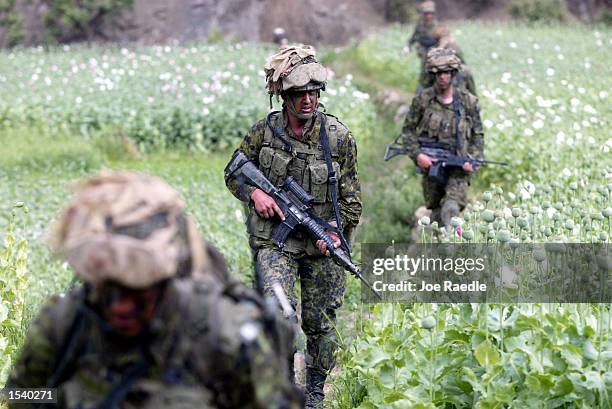 Members of the Princess Patricia's Canadian Light Infantry patrol through poppy fields in the village of Markhanai May 6, 2002 in the Tora Bora...