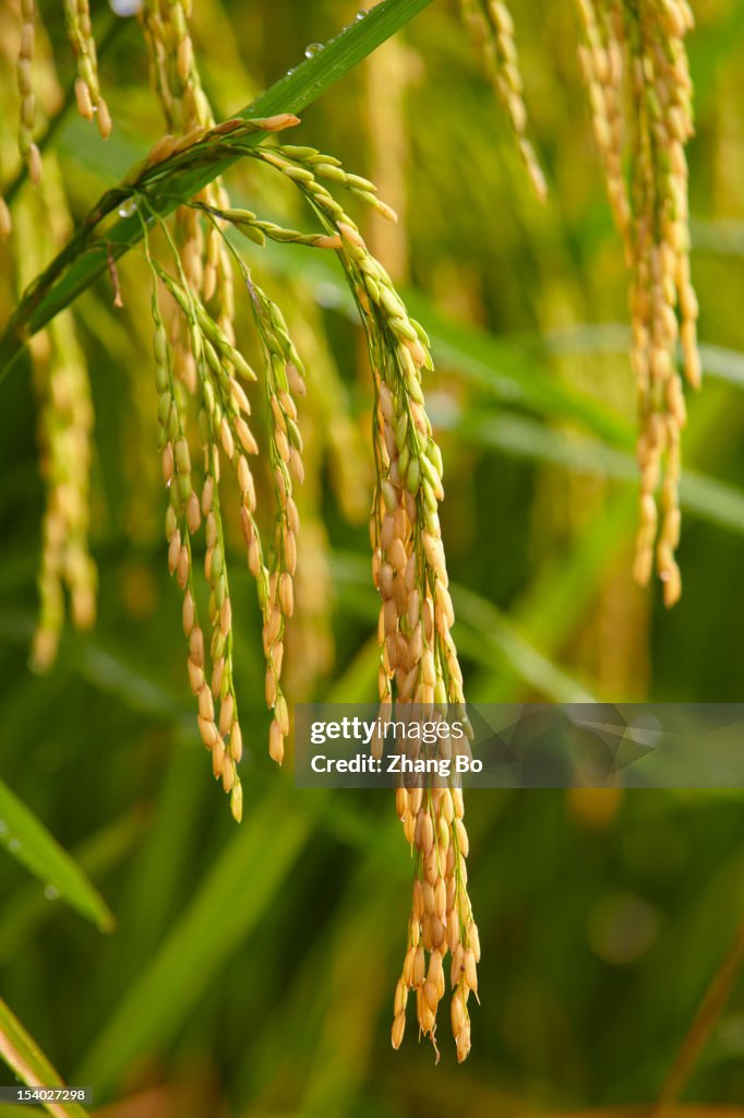 Rice paddy