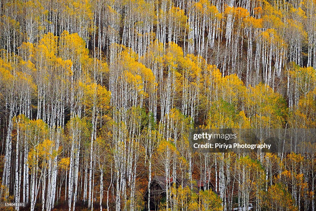 Aspen tree pattern