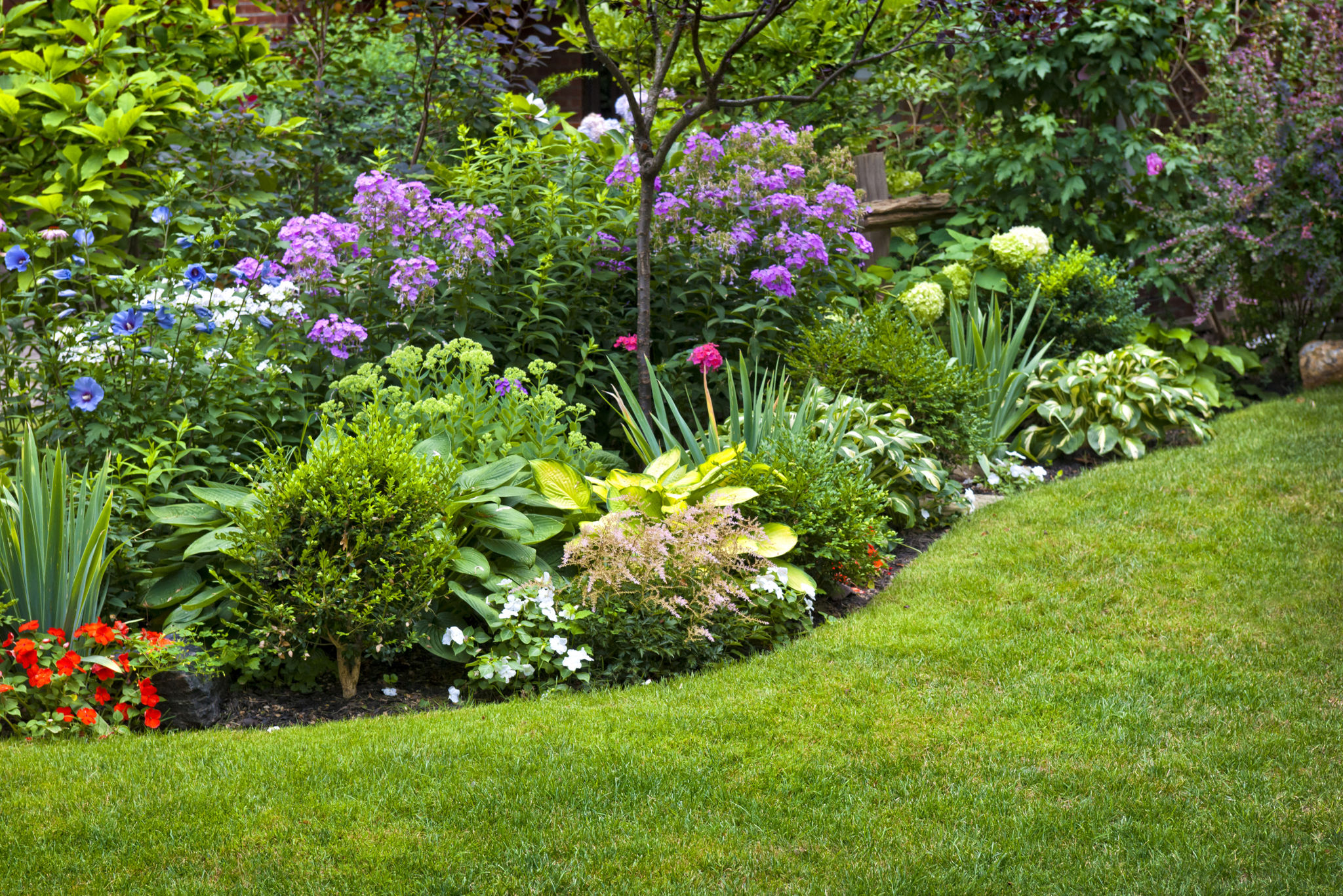 ground cover plants
