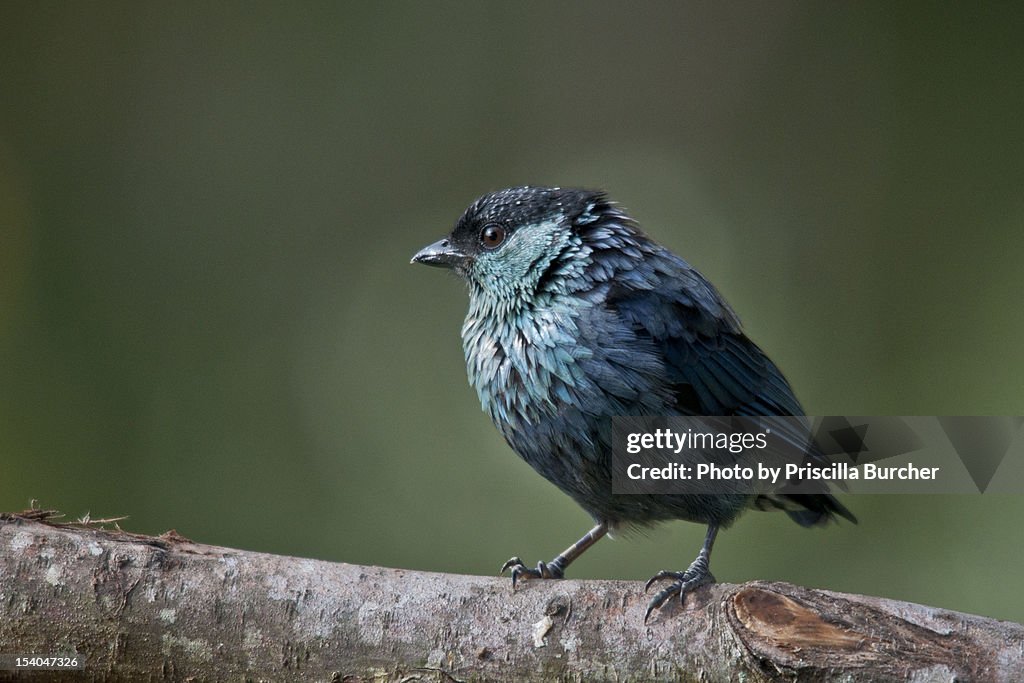 Tangara heinei (Black-capped Tanager)