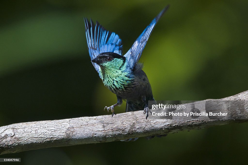 Tangara heinei male (Black-capped Tanager)