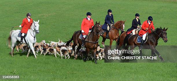 Hunters ride their horses along a pack of hounds during the 55th autumn hunt on the Herrenchiemsee island, southern Germany, on October 13, 2012 ....