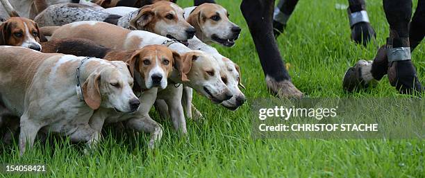 Gundogs run across a field during the 55th autumn hunt on the Herrenchiemsee island, southern Germany, on October 13, 2012 . AFP PHOTO / CHRISTOF...