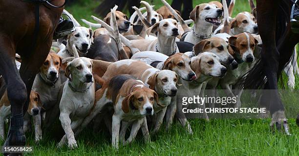 Gundogs run across a field alongside horses during the 55th autumn hunt on the Herrenchiemsee island, southern Germany, on October 13, 2012 . AFP...