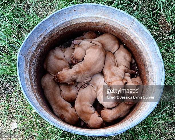tub of puppies - galvanized stock pictures, royalty-free photos & images