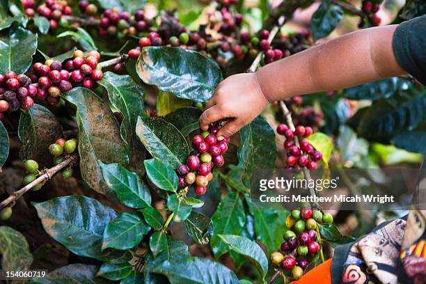 coffee beans growing on a branch. - meseta de bolaven fotografías e imágenes de stock