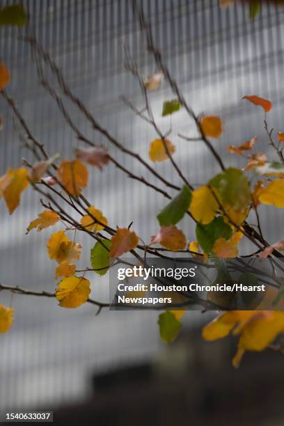 Houston Fall Tree 235 Fall Foliage In Texas Stock Photos, High-Res Pictures, and Images ...