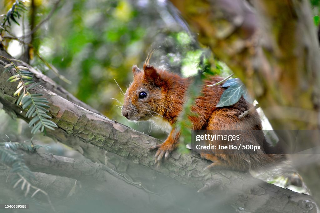 Close-up of squirrel on tree