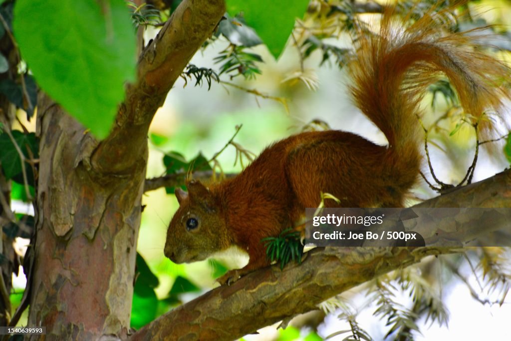Low angle view of squirrel on tree