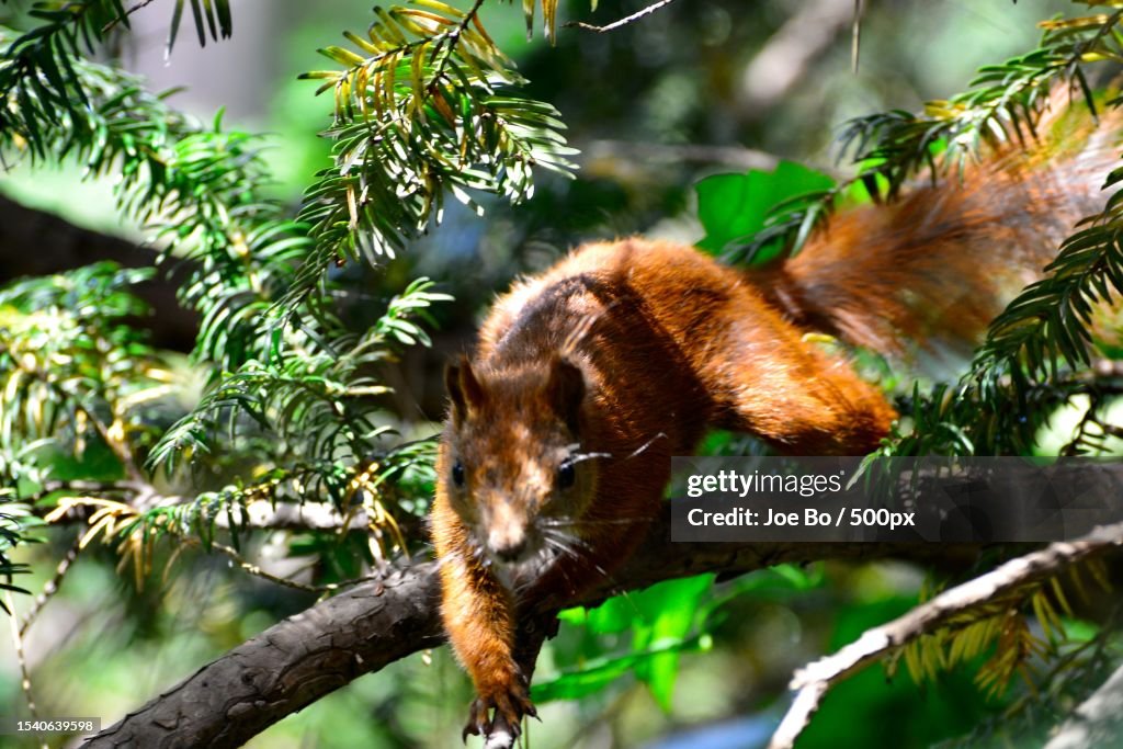 Low angle view of squirrel on tree