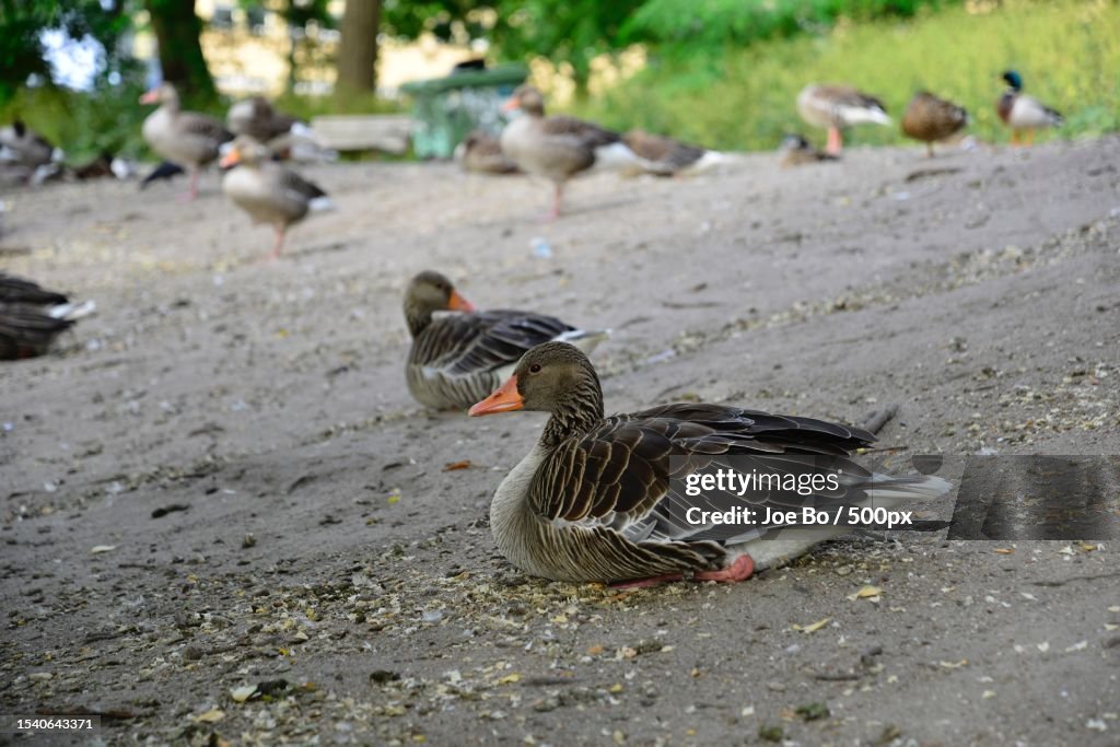 Close-up of ducks on field