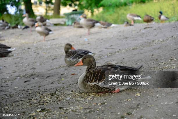 Closeup Of Ducks On Field High-Res Stock Photo