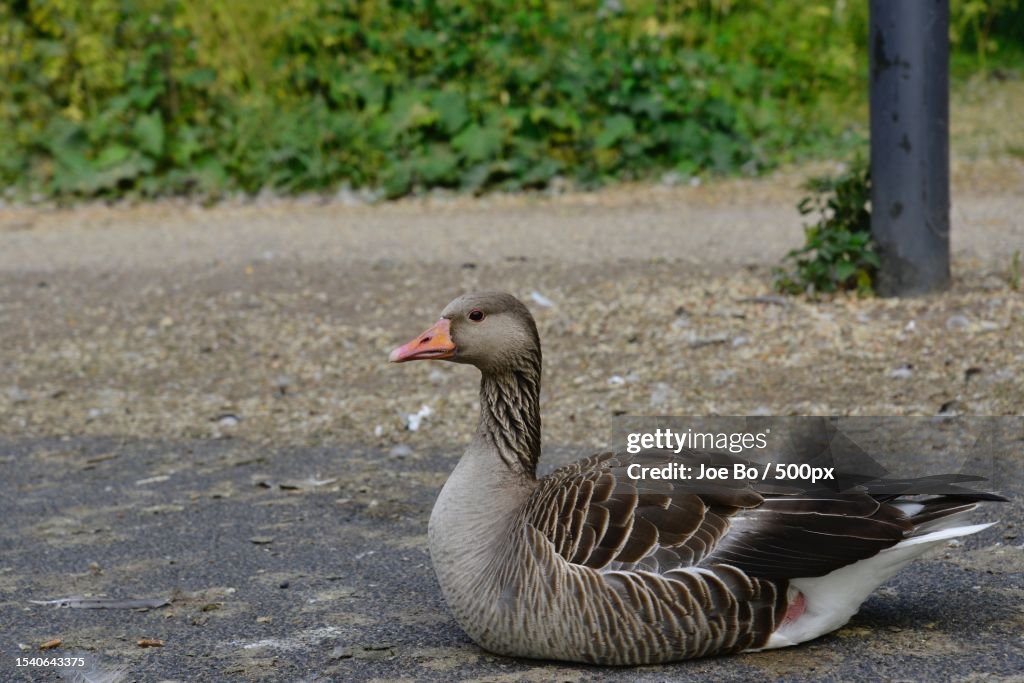 Close-up of duck on field