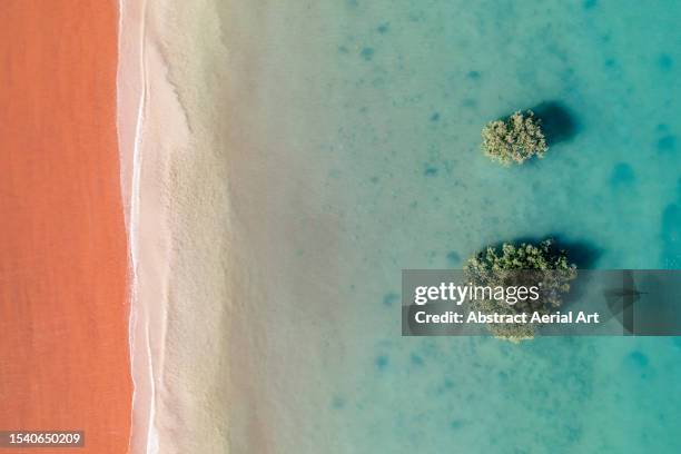 two mangrove trees in the indian ocean photographed from a drone point of view, simpson beach, broome, western australia, australia - maré alta imagens e fotografias de stock