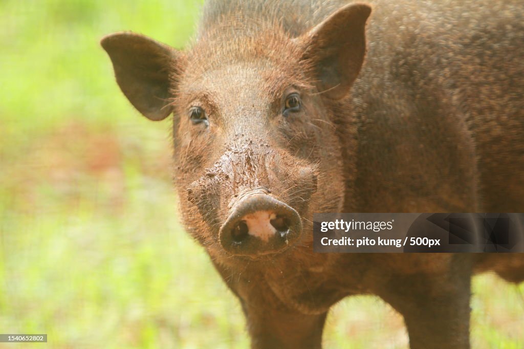 Close-up portrait of domestic wild boar standing on grassy field
