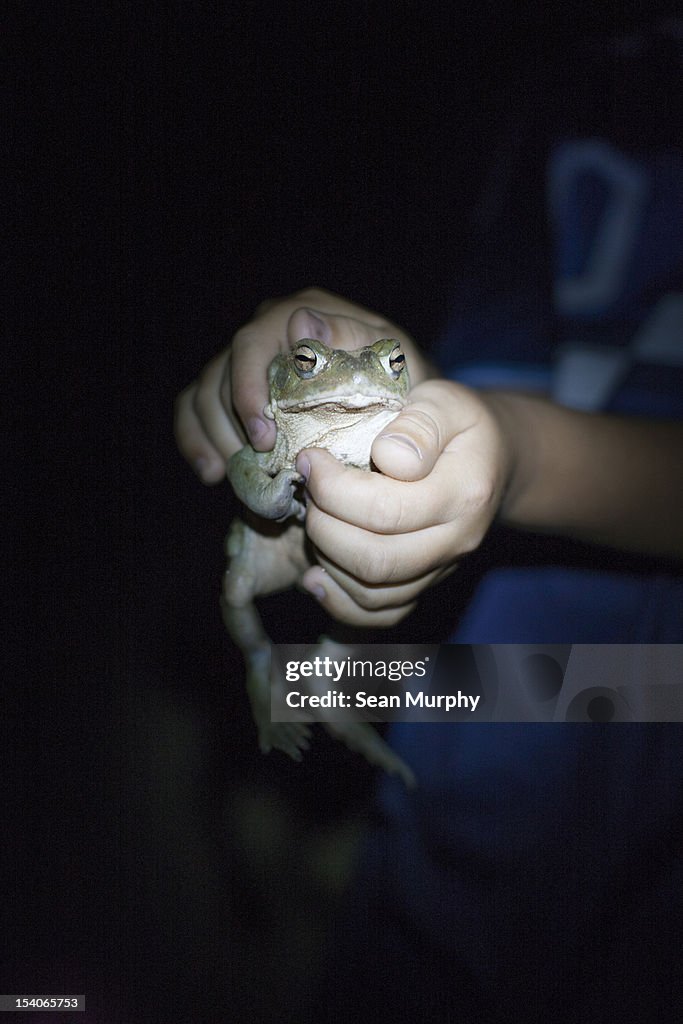 Hands holding a Large Toad