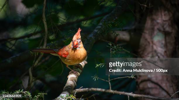 close-up of songcardinal perching on tree,pigeon forge,tennessee,united states,usa - pigeon forge stock-fotos und bilder