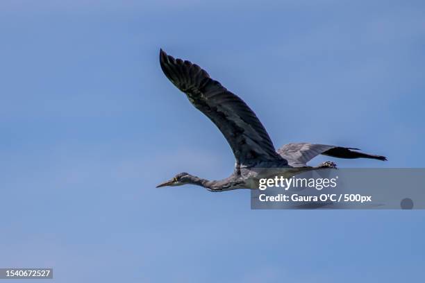 low angle view of heron flying against clear sky,county dublin,ireland - blue heron stock pictures, royalty-free photos & images