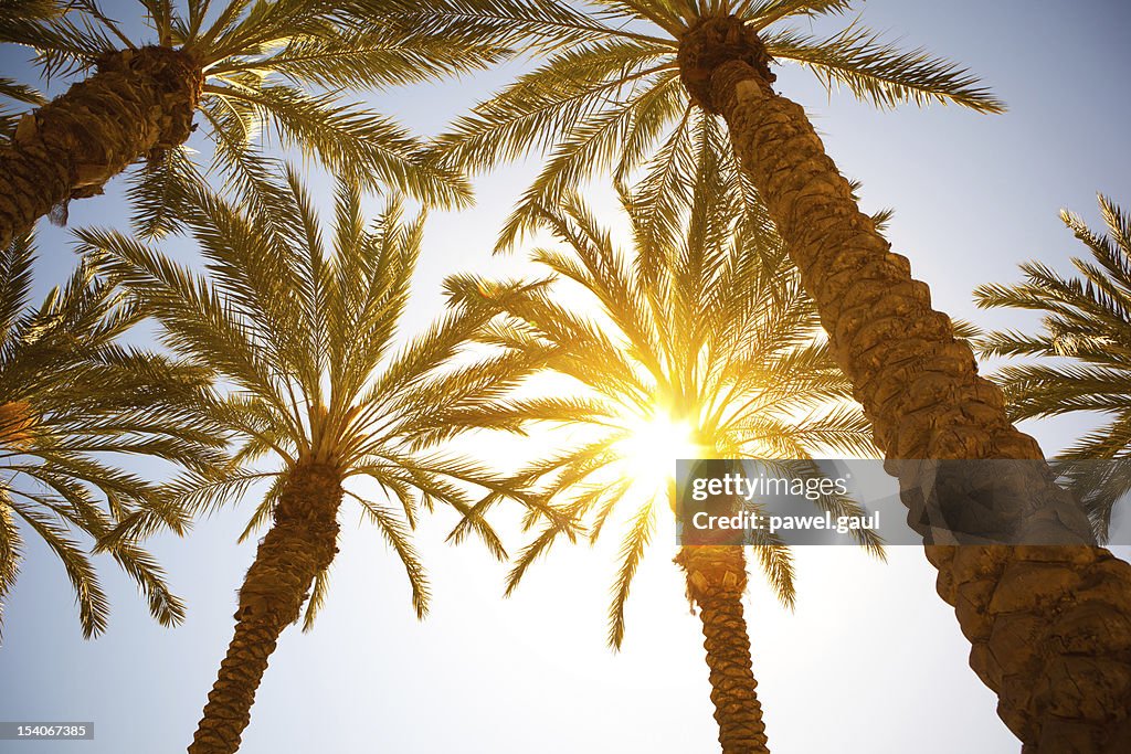 Sunbeam coming through palm tree leaves