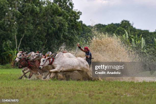 Cattle Racing Cattle Race In India Photos and Premium High Res Pictures - Getty Images