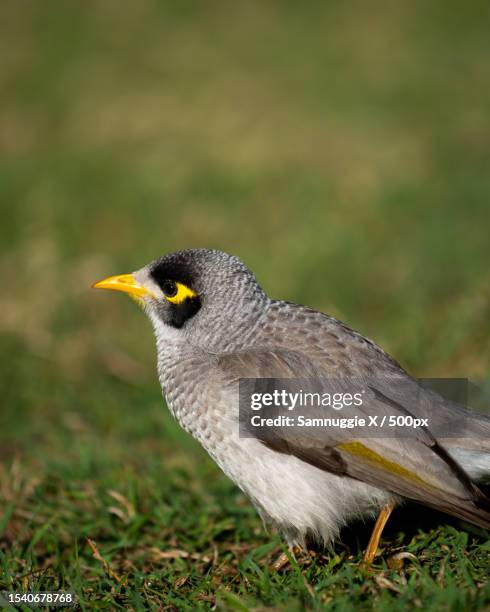 Yellow Honeyeater In Australia 25921175 Stock Photo At