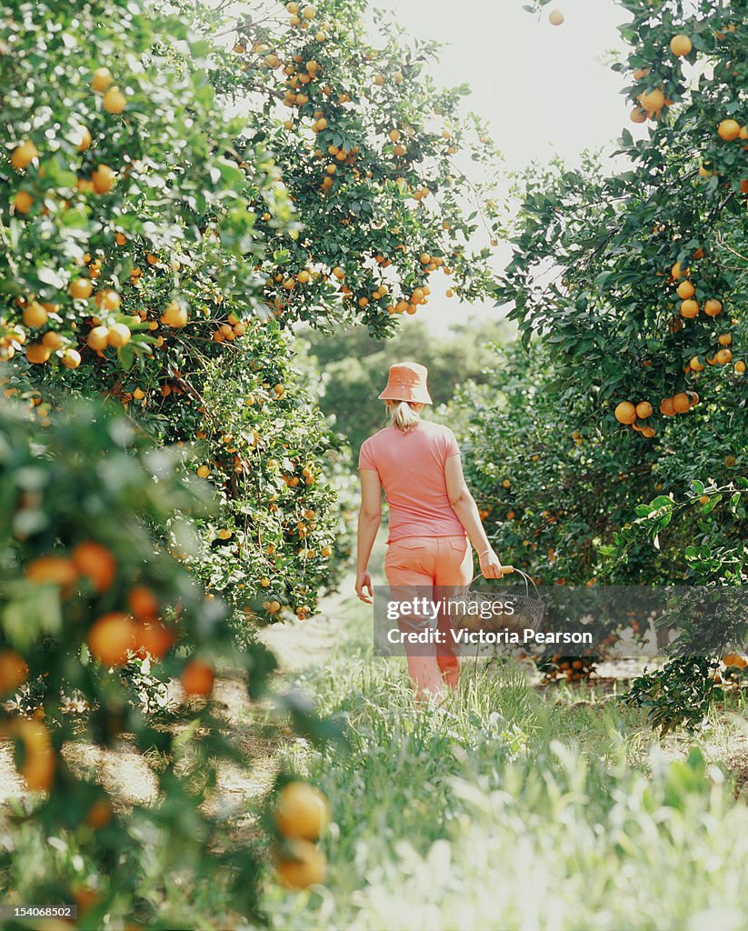 Woman walking in orange grove with basket.