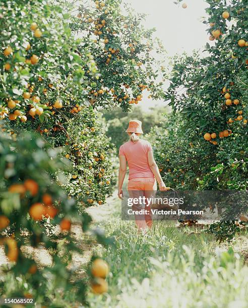 woman walking in orange grove with basket. - orange orchard bildbanksfoton och bilder
