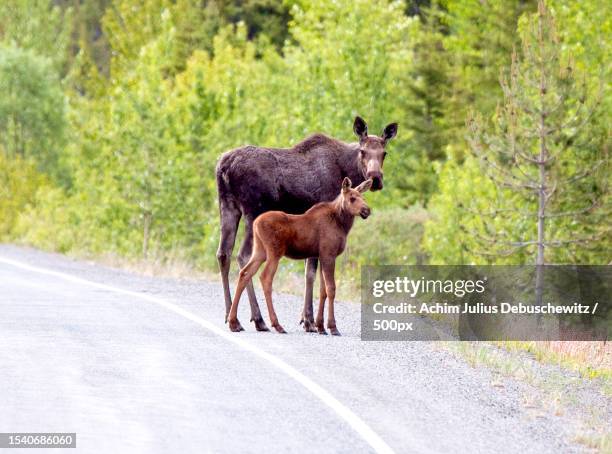 two deer walking on road in forest - veau jeune animal photos et images de collection